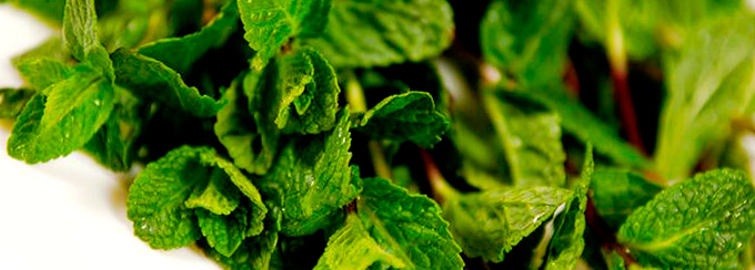 Chocolate_cookies_with_mint_06